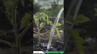 44  How to control wilt in tomatoes  XANBAC D [upl. by Neenahs881]