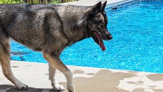 Did This Husky REFUSE To Jump In the Pool [upl. by Inava480]