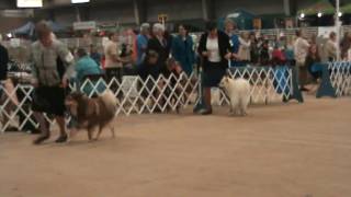 2017 Finnish Lapphunds [upl. by Attaynik749]