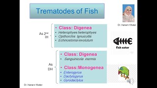 Trematodes 3 Fish Trematodes [upl. by So]