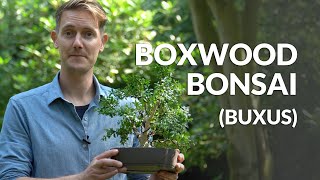 Boxwood Bonsai care Buxus [upl. by Attenrev]