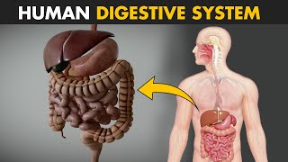 Human Digestive System  How it works  Its parts and functions [upl. by Ettennaj]