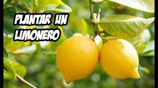 Como Plantar un Limonero en el Huerto  Paso a Paso [upl. by Natividad]