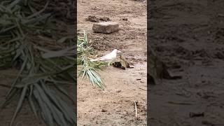 First time i see White crow  Vellai kaka  rare white crow [upl. by Owen]