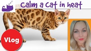 How to calm a cat in heat [upl. by Amathist253]