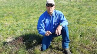 Grazing Cheatgrass  WYO RangeCast [upl. by Aerdnod880]