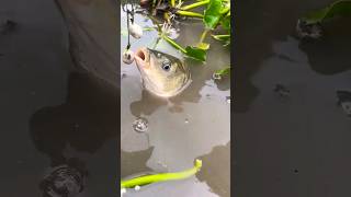 Methods of feeding carp fish shortvideo viralfishingvideos viralvideo machervideo [upl. by Anneis]