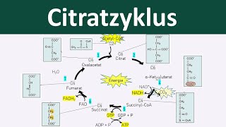 Citratzyklus  Zellatmung 46  Biologie Oberstufe [upl. by Adiesirb]