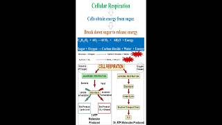 Cellular Respiration Meaning and Equation geneticteacher [upl. by Dibri]