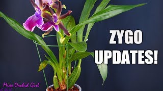 Zygopetalum Orchids  Update and repot [upl. by Susan]