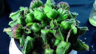 Cephalotus follicularis care  biweekly inspection – H09 10624 [upl. by Arihsay]