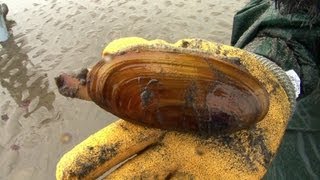 How to catch a Razor Clam [upl. by Shirleen]