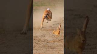 Greyhound Hunting Dog  Super Speed Hunting Dogs ExplorePotohar [upl. by Ahtnammas]