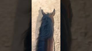 Another canter pov from today’s ride horse horseriding equestrian tiktok fyp harpyhare [upl. by Jackqueline]