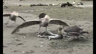 Giant petrels [upl. by Lac]