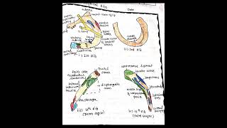 typical and atypical ribs anatomy mbbs homeopathy mbbs [upl. by Kanter]