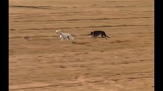 GALGOS  Última Hora del Campeonato de España  Toda la información de los Octavos de Final [upl. by Ainslee]