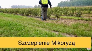 Mikoryza Borówki Duże Owoce Wysoki Plon Bez Nawożenia Szczepienie Mikoryzą BorówkaPolska [upl. by Dressel]