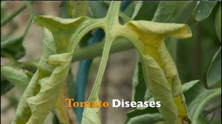 Tomato Diseases [upl. by Sink370]