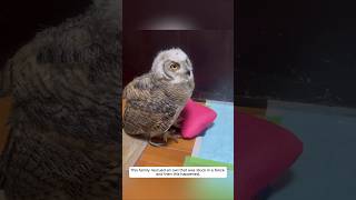 This family rescued an owl that was stuck in a fence and then this happened animalshorts [upl. by Batista]