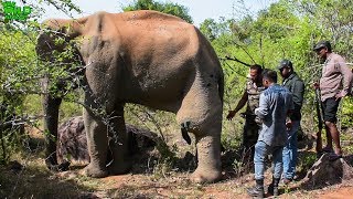 Humble elephant with a tumor in his leg gets treated by a Minister in charge of Wildlife [upl. by Torbert]