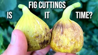 When to Take Fig Cuttings [upl. by Auqinimod]