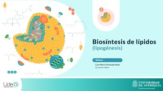 Biosíntesis de lípidos [upl. by Quincey]