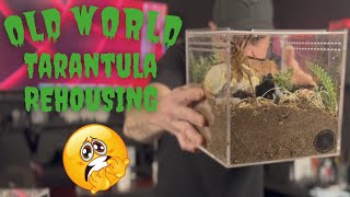 OLD WORLD Tarantula  REHOUSING MULTIPLE NEW TARANTULAS [upl. by Nedda]