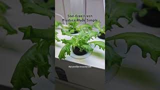 Transform Your Home with a YearRound Indoor Oasis Using Our Smart Hydroponic Growing Kit [upl. by Eiaj129]