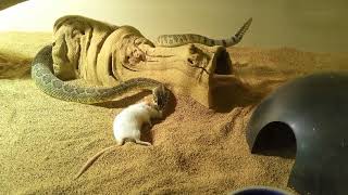 Warning live feeding venomous snake Another spastic mouse [upl. by Ajiram]