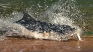 Dolphins Fishing on Land  BBC Earth [upl. by Haidej488]