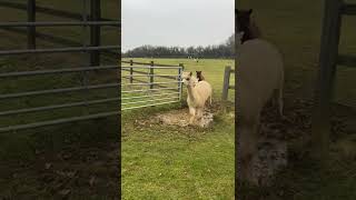 Alpacas Adorably Try to Jump Over Puddle  1290190 [upl. by Vivi280]