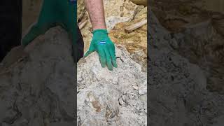 Extracting an exquisite nautilus fossil from the Inferior oolite at Burton Bradstock shorts [upl. by Nea976]