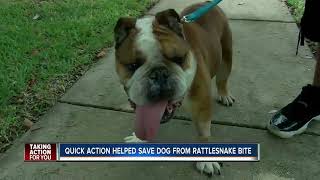 Family dog recovering after being bitten by rattlesnake in fenced backyard [upl. by Arrehs]