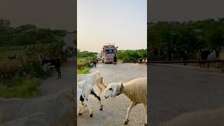 Goats and Sheeps crossing road shorts yourubeshorts goats sheeps [upl. by Teuton412]