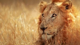 Lions eat three rhino poachers alive in South Africa HD [upl. by Berte944]