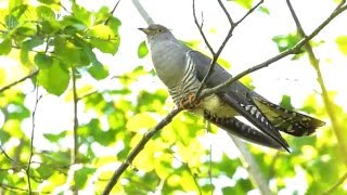 Common cuckoo Cuculus canorus [upl. by Aitam869]