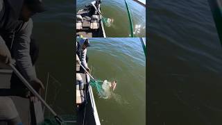 Cayuga Lake NY largemouth bass [upl. by Tharp]