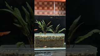 Cryptocoryne Wendtii TropicaTimelapse [upl. by Amocat412]