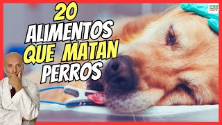 🔴 20 ALIMENTOS QUE PUEDEN LLEGAR A MATAR A TU PERRO 🆘 MORTALES PARA PERROS ADULTOS Y CACHORROS [upl. by Axe452]