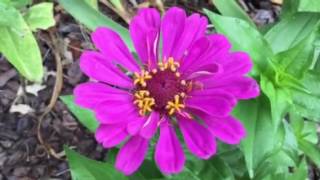 Countdown to Zinnia Blooms Episode 2 growfromseed flowers [upl. by Nicodemus299]