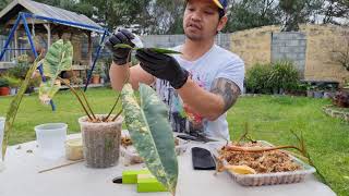 Variegated Philodendron billietiae Propagation [upl. by Akemehs]