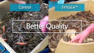 SYNSEA FeedAdField trial at white shrimp farm [upl. by Bolen]