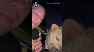 Adorable Quokka Joins Man for Dinner [upl. by Htes226]