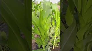 Furrow irrigation on a maize plantation youtubecreatorcommunity farming drinkingwater [upl. by Aiht425]