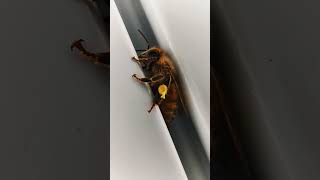 This is Beckett the Female Worker Honey Bee [upl. by Roane523]