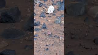 ini adalah Footage HD Planet Mars yang ditangkap oleh Rover nya NASA sepertinya pashalovarian [upl. by Daitzman]