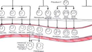 An introduction to Haematopoesis [upl. by Nnayllehs596]