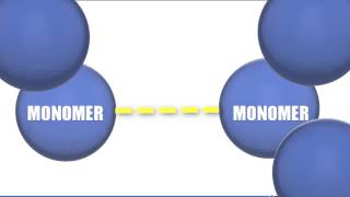 Monomers vs Polymers  Biology Tutorial [upl. by Ylebmik]