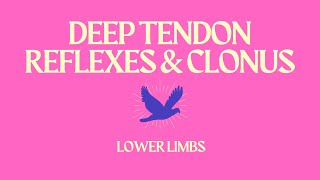 Deep Tendon Reflexes and Clonus Lower Limbs [upl. by Allan]